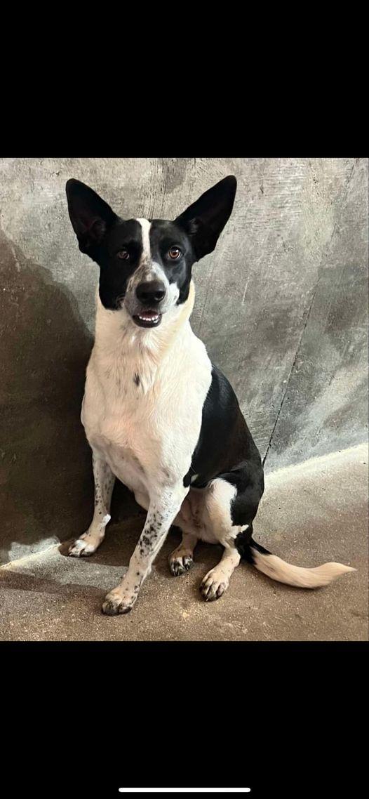 Princess Sweet Heart Sparkle