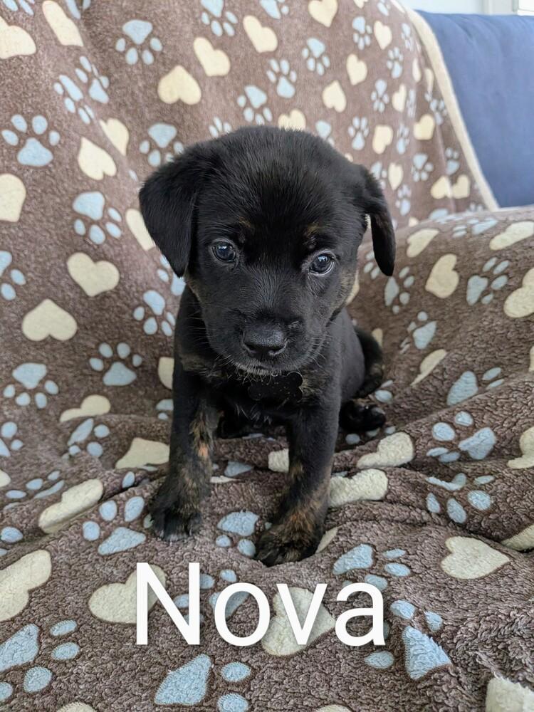 Nova
