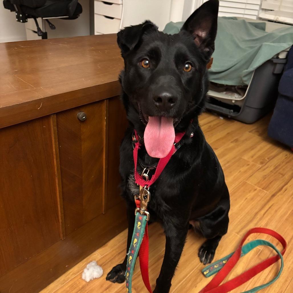 An adult medium-sized male Black Mixed Breed dog named Luke for adoption in Alexandria, VA