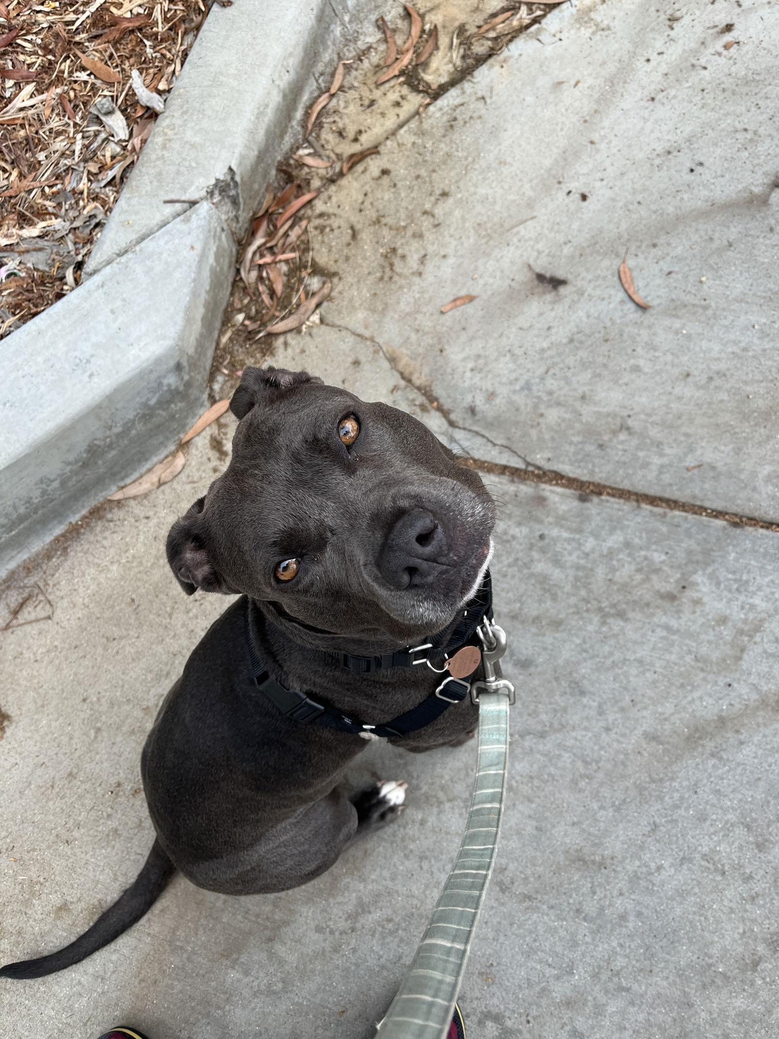 Suki Courtesy Listing