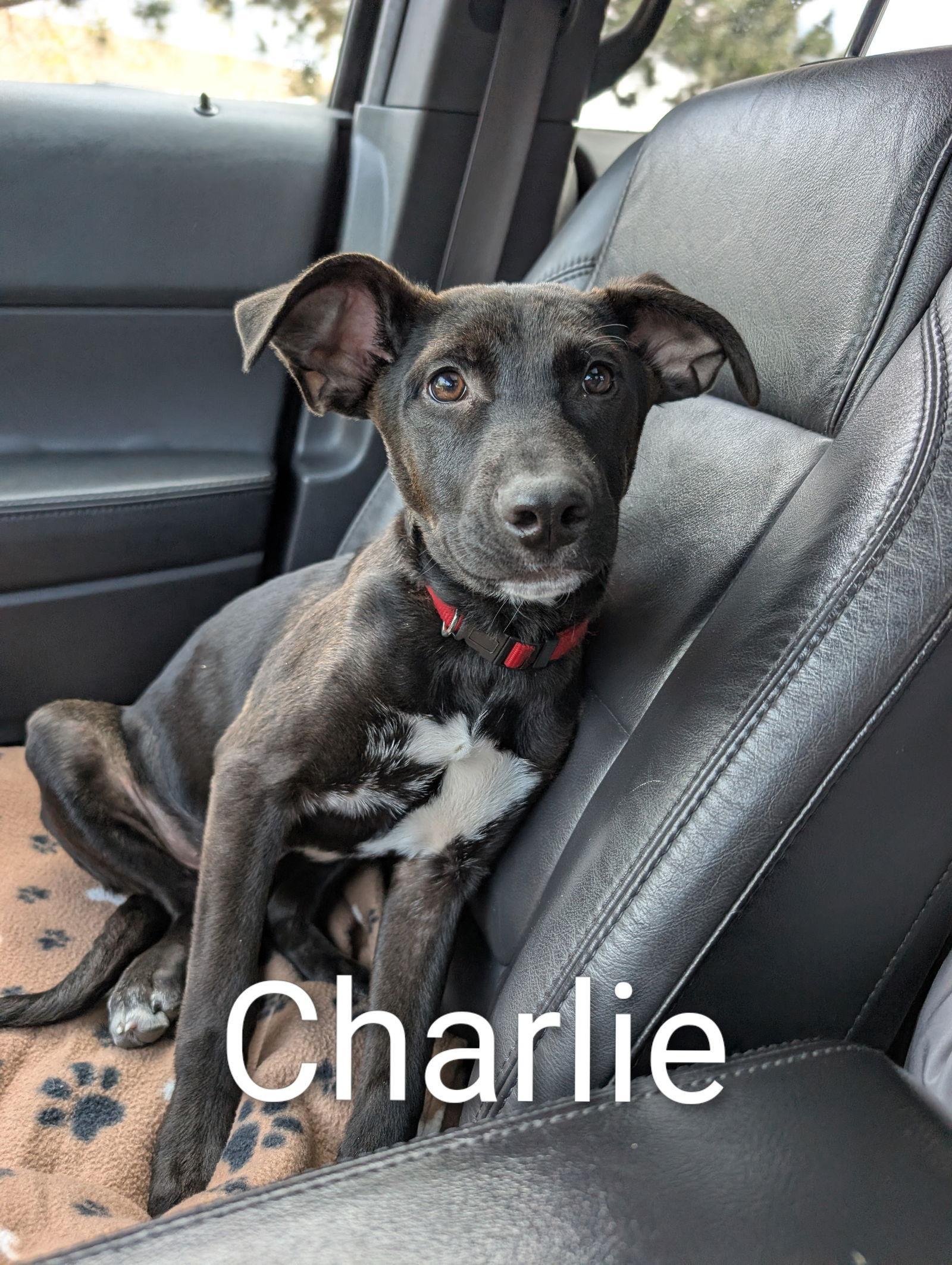 A young large-sized male Labrador Retriever dog named Charlie D for adoption in minneapolis, MN