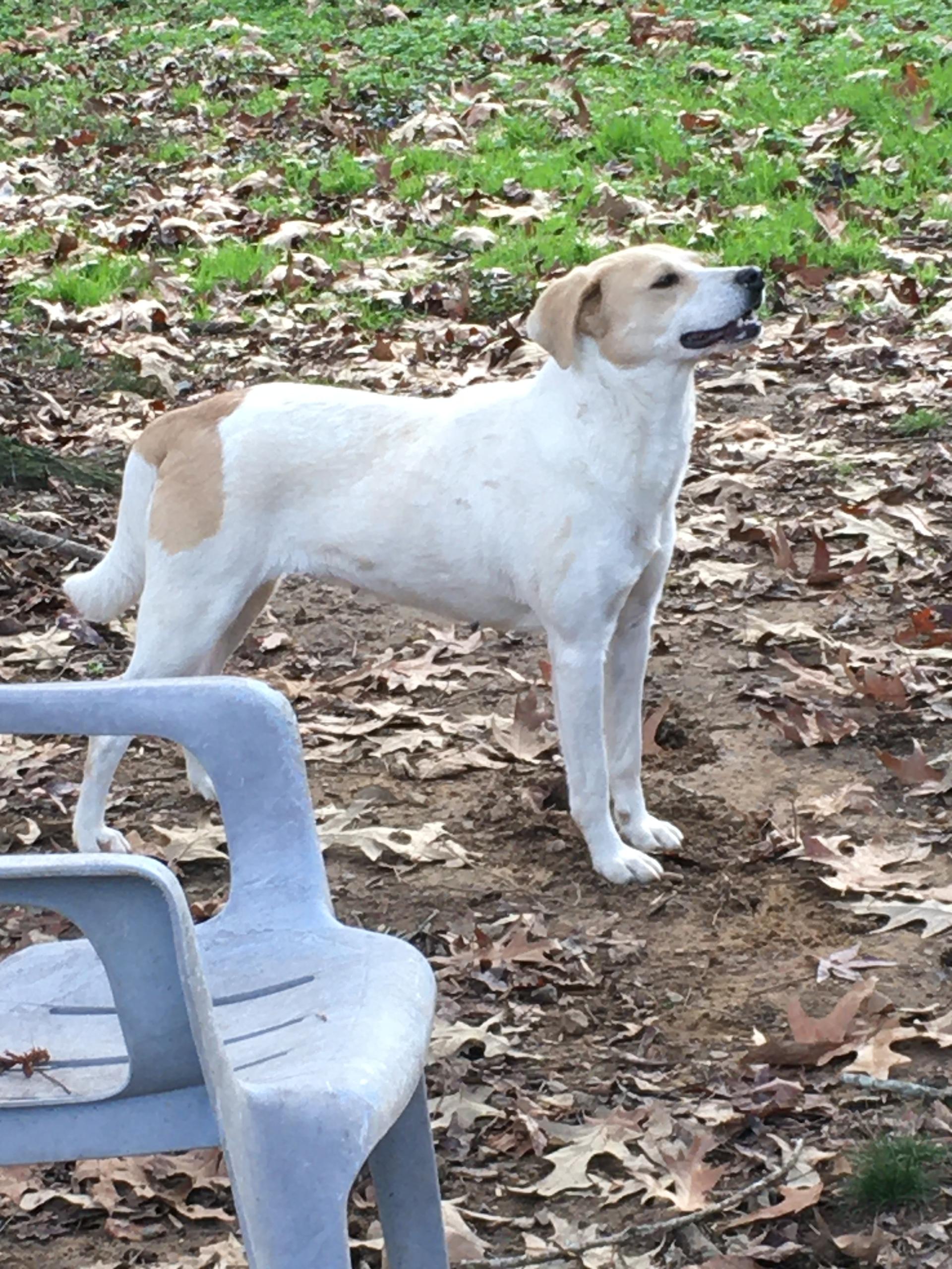 A young large-sized female White / Cream Labrador Retriever dog named Delilah for adoption in Heber Springs, AR