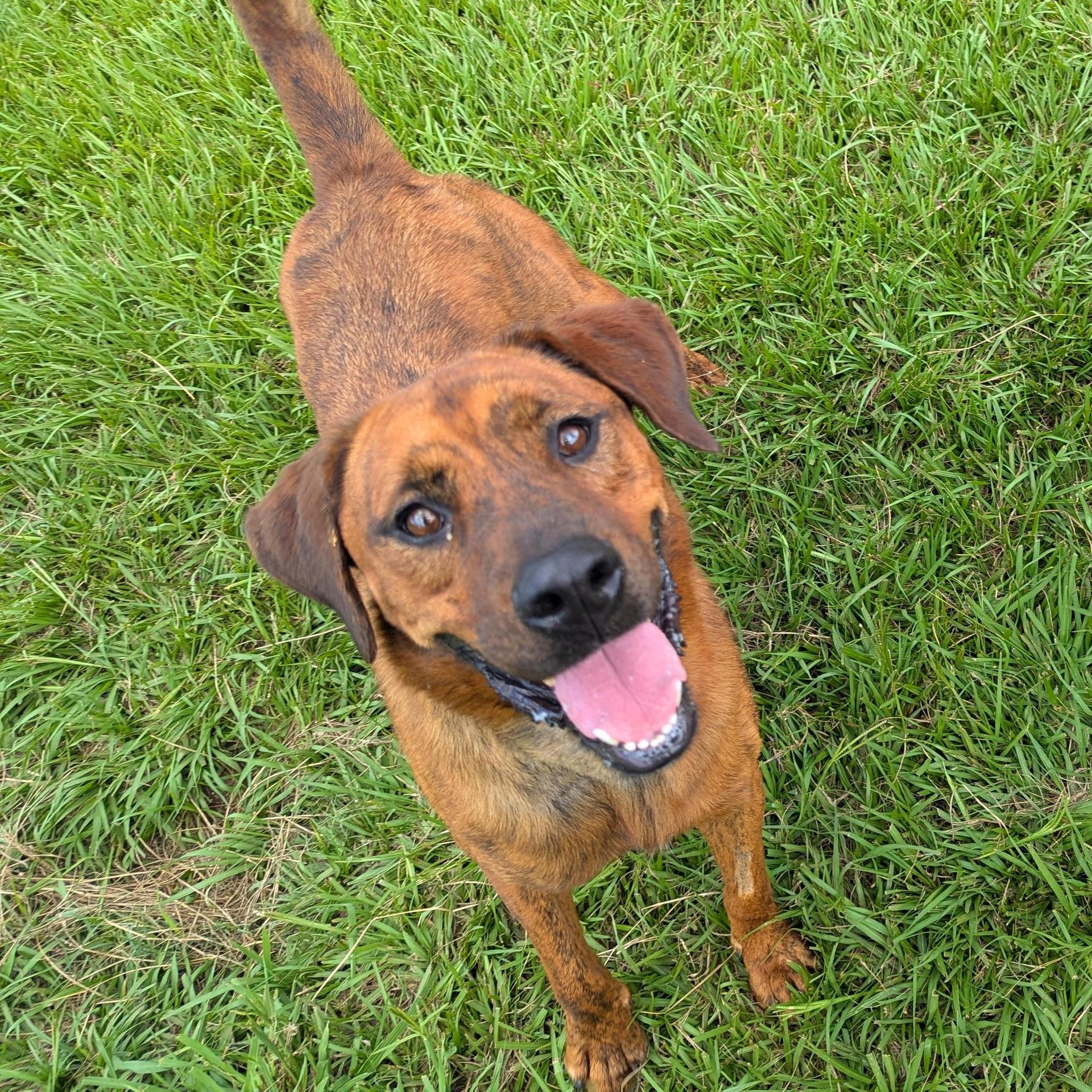 An adult large-sized male Bloodhound dog named Meka for adoption in angleton, TX