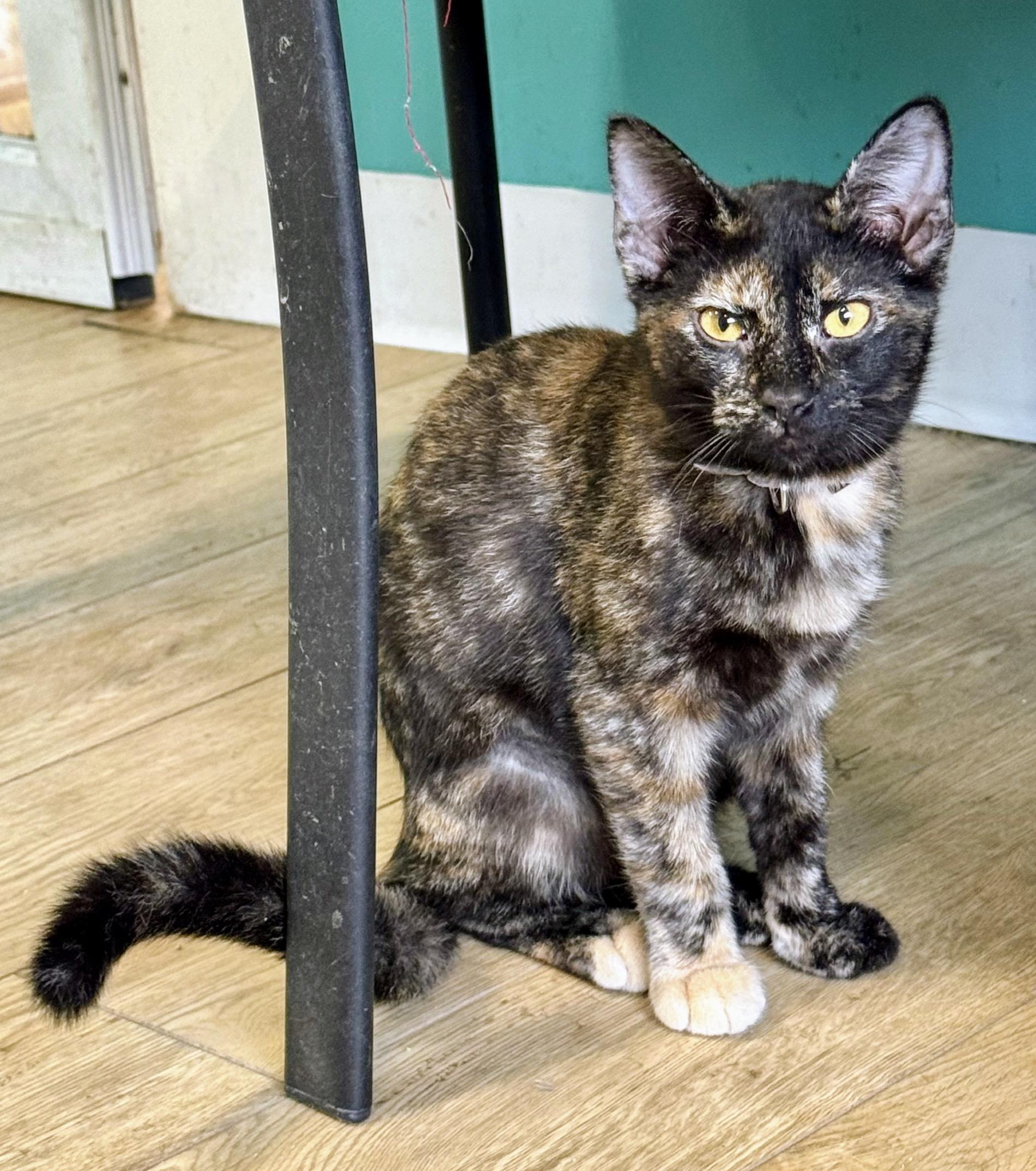 A baby medium-sized female Tortoiseshell cat named Medley for adoption in Scottsburg, IN