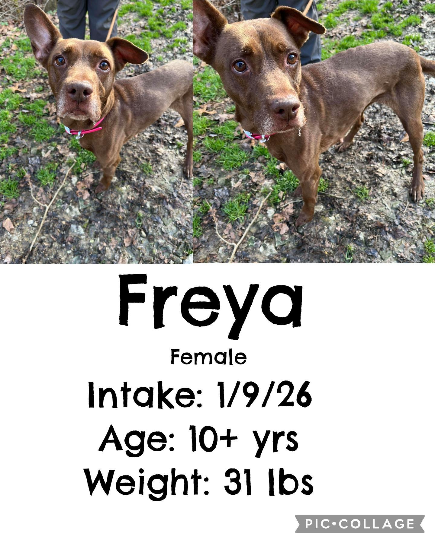 Freya