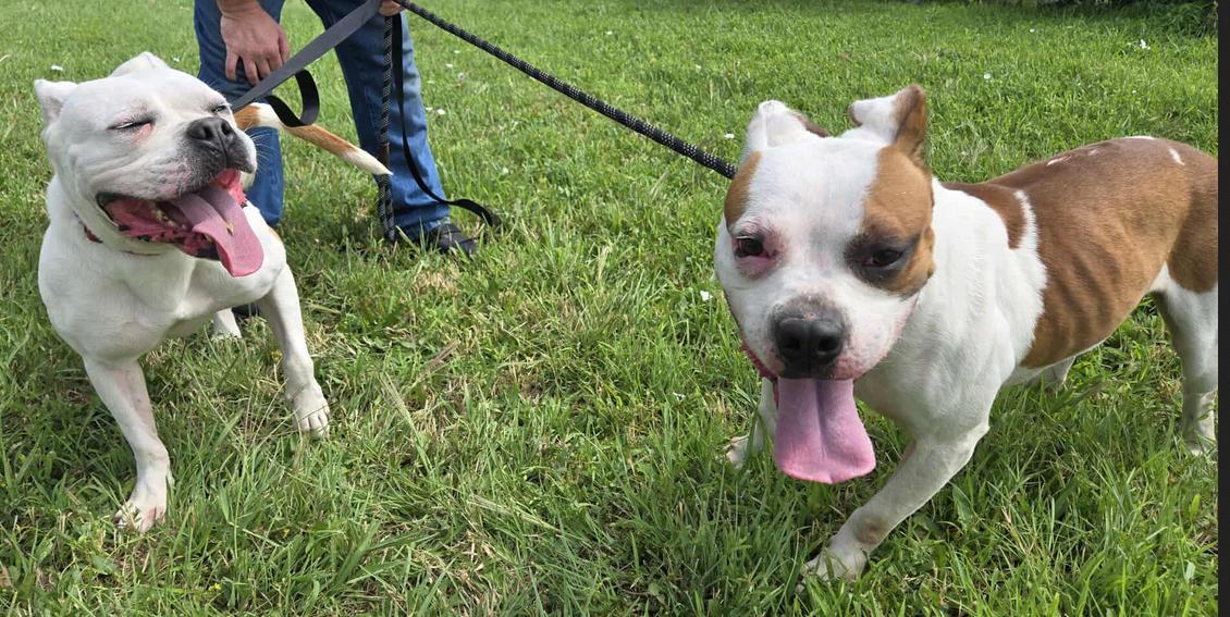 Nelly And Cassius photo 1