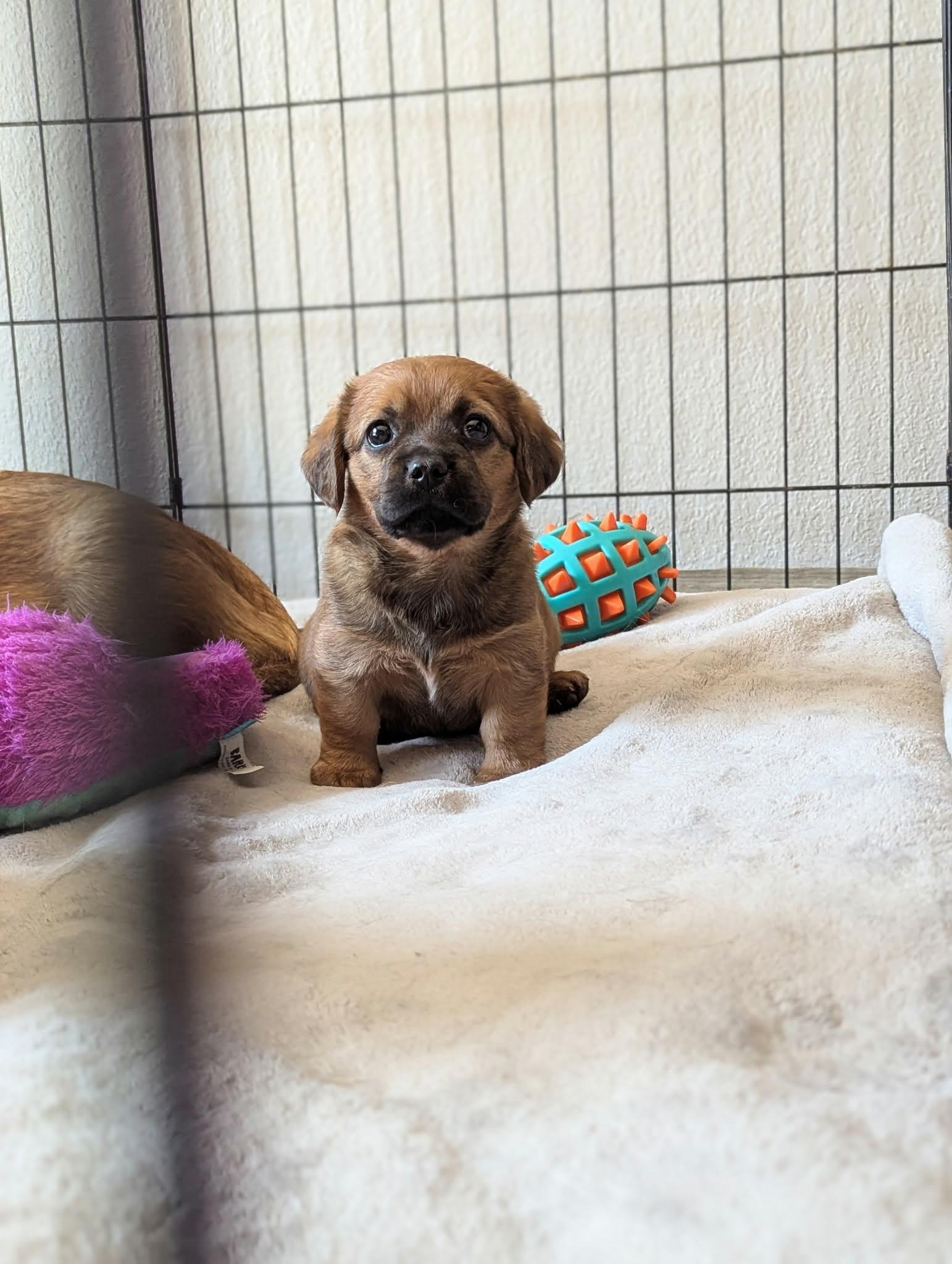 Bella The Dachshund Mix