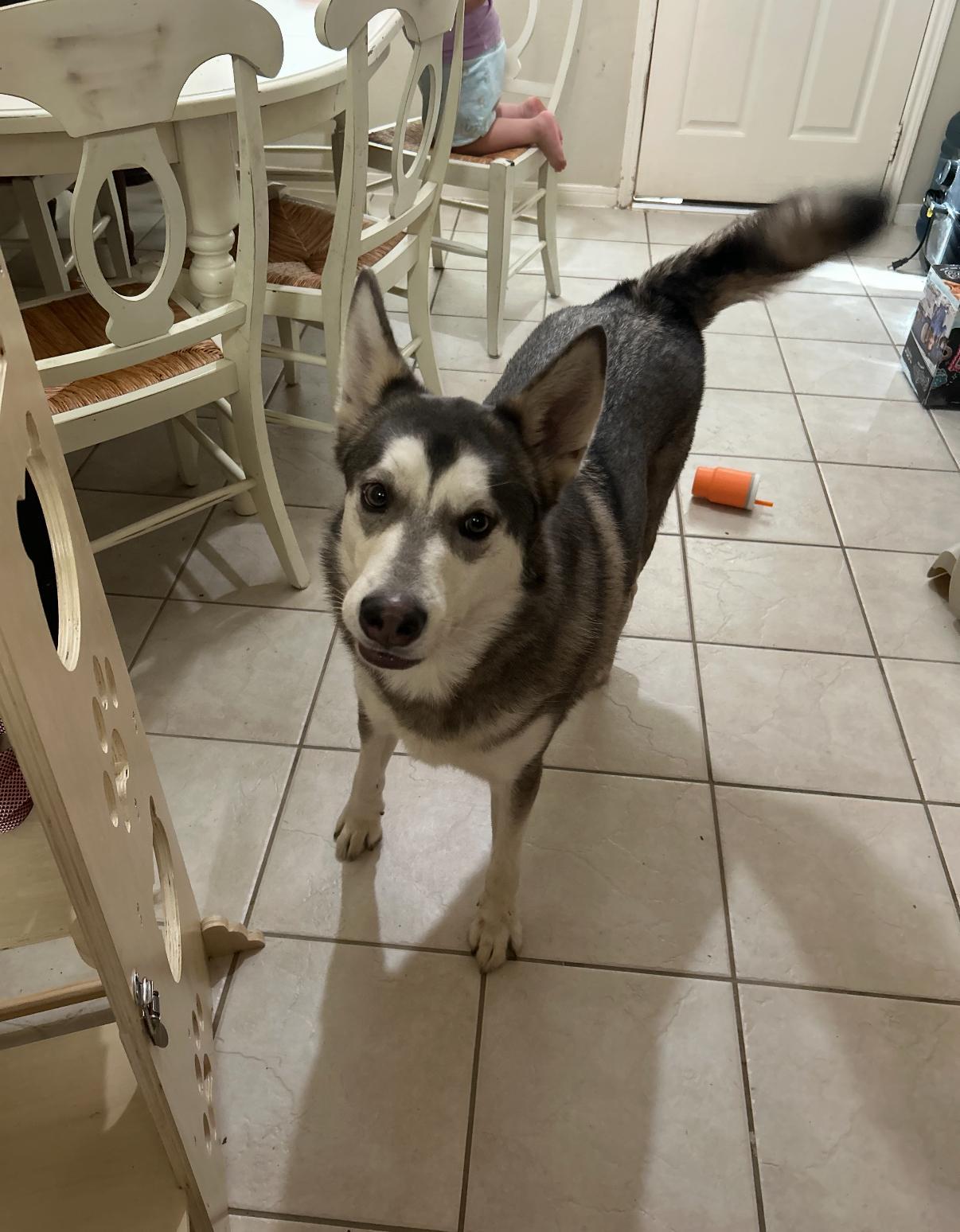 An adult large-sized male Siberian Husky dog named Bingo for adoption in Sumter, SC