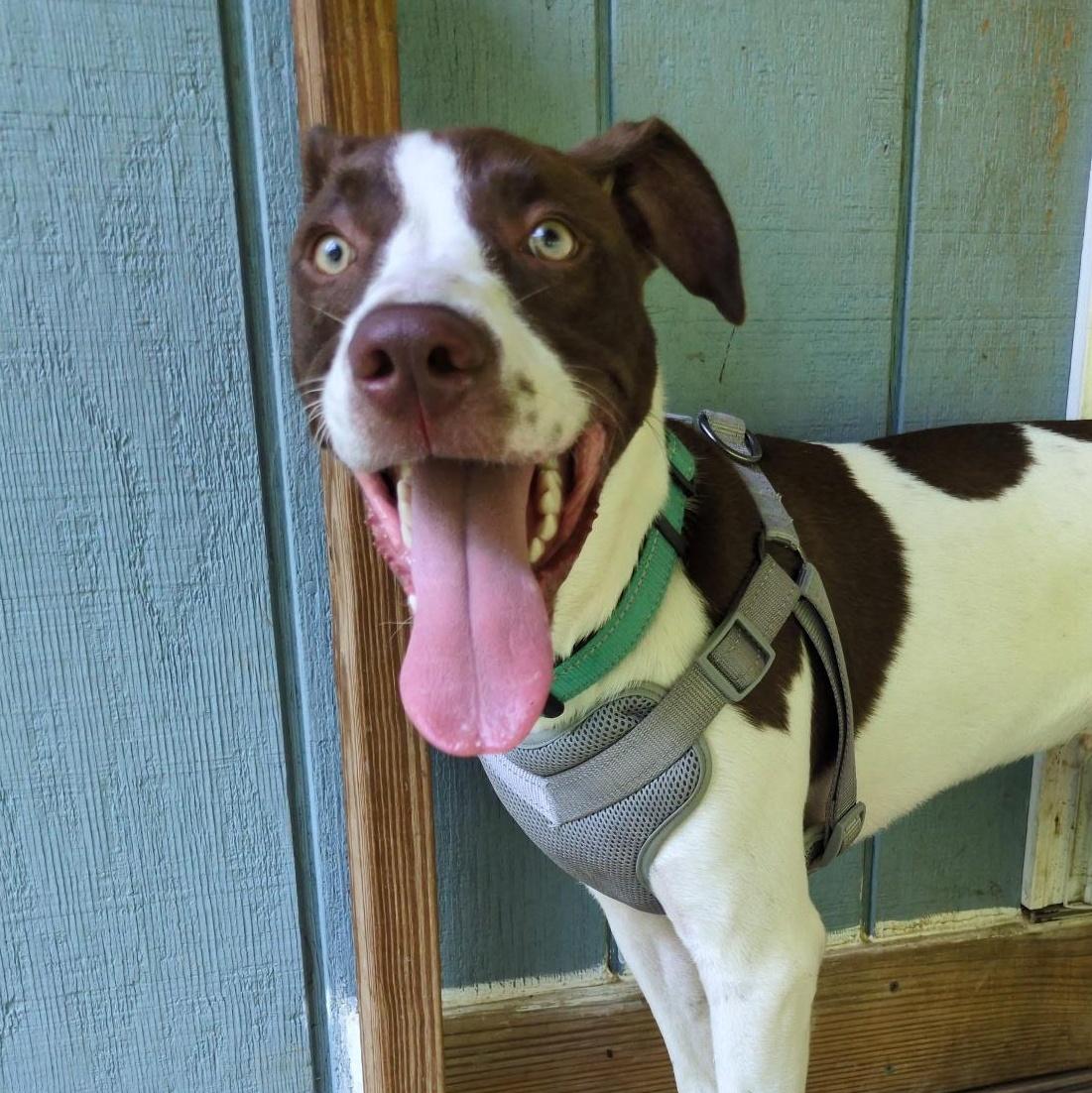 An adult medium-sized male German Shorthaired Pointer dog named Finny for adoption in Carmel, NY