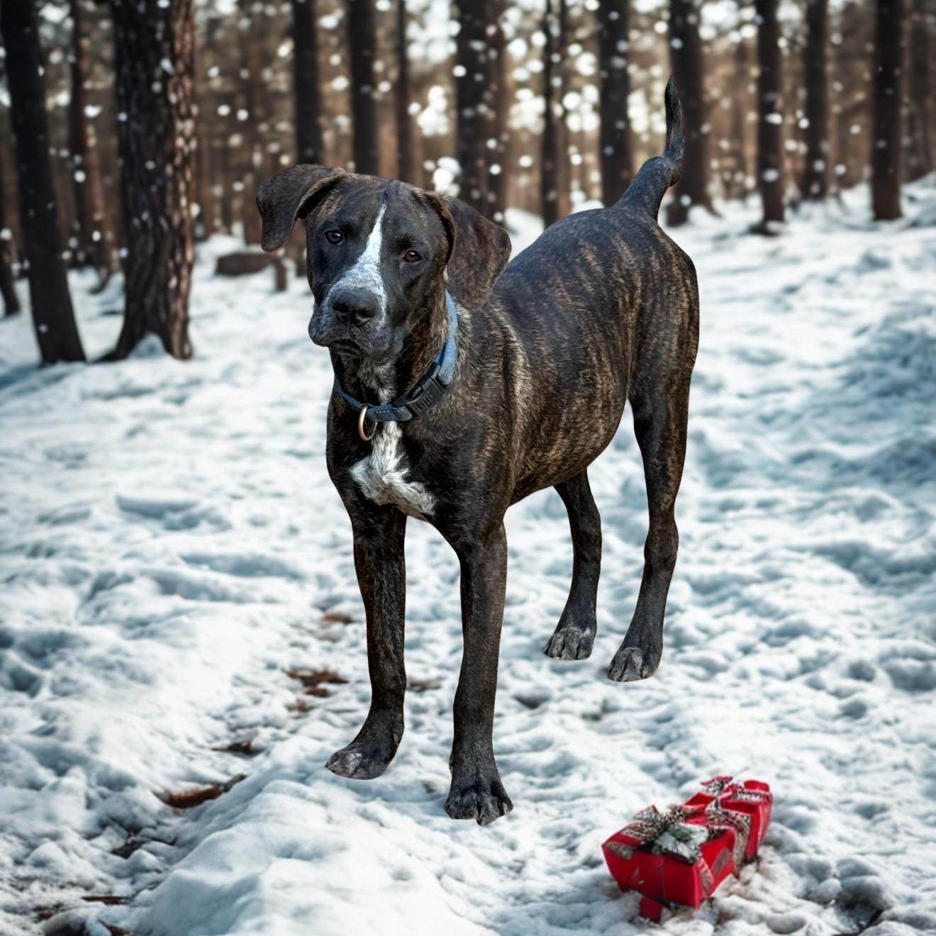 A young large-sized female Plott Hound dog named Bluey for adoption in Queen City, TX