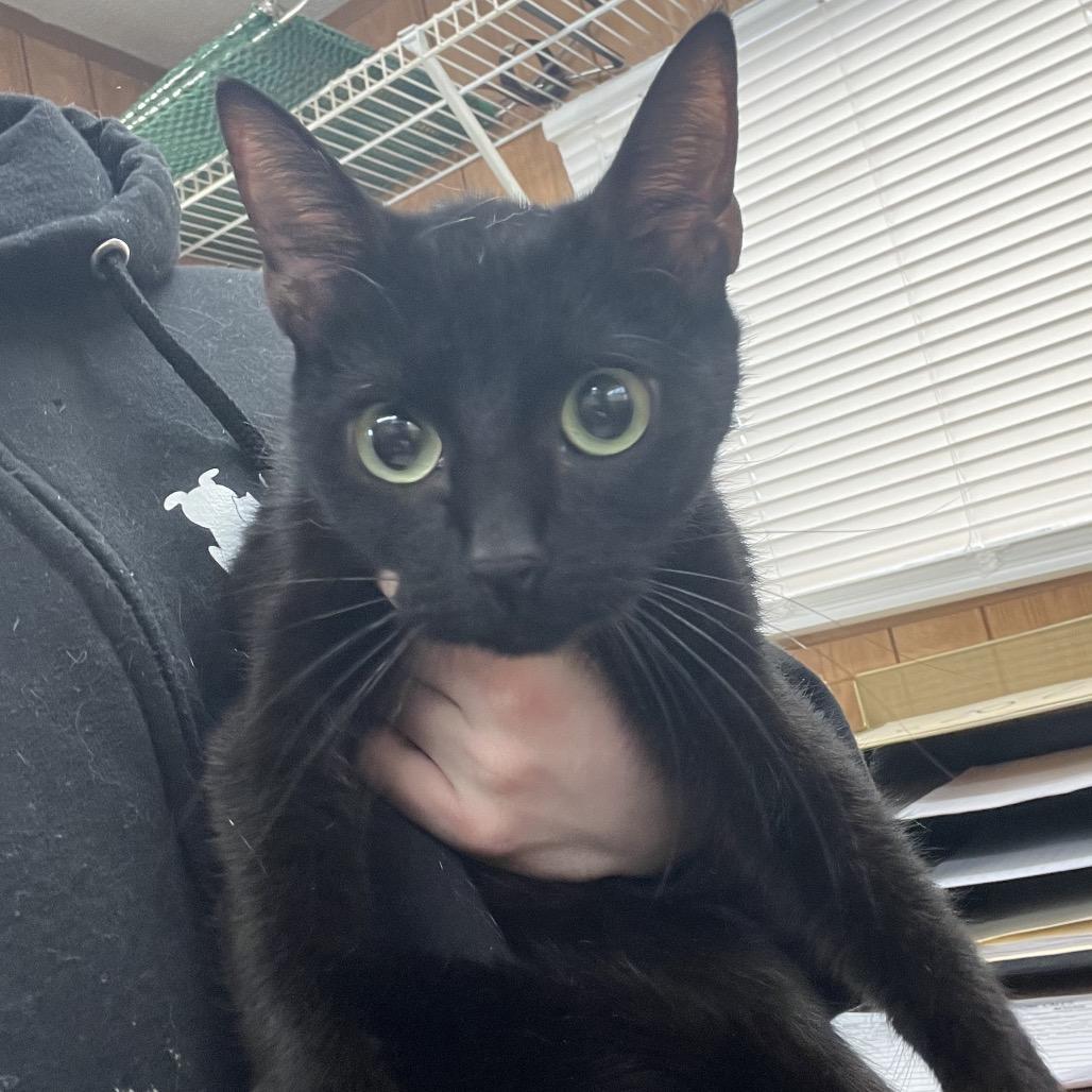 A young medium-sized female Black Domestic Short Hair cat named Flo for adoption in Columbiana, AL