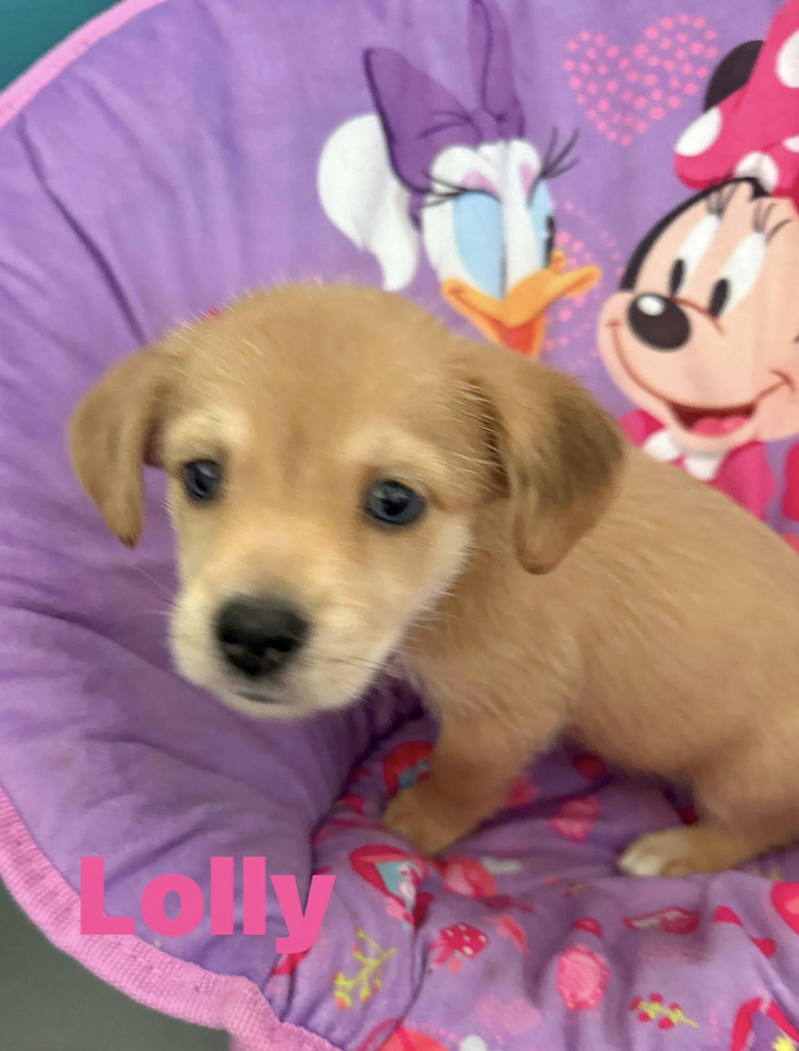 A baby small-sized female Golden Maltese dog named Lolly for adoption in Nanuet, NY