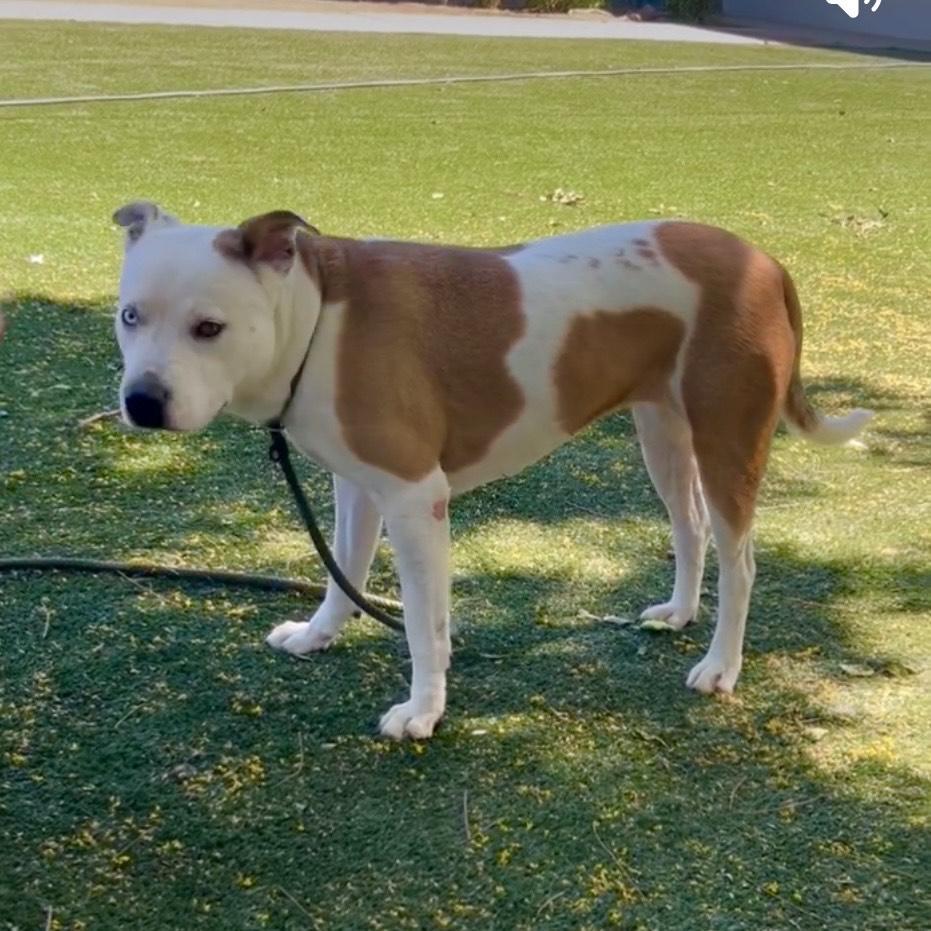 Lunajust Wants To Be