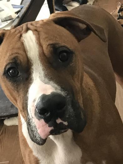 A young large-sized male Yellow / Tan / Blond / Fawn Boxer dog named Tom for adoption in Liverpool, TX