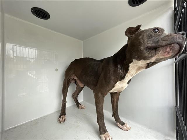 An adult medium-sized male Pit Bull Terrier dog named Cash for adoption in Houston, TX