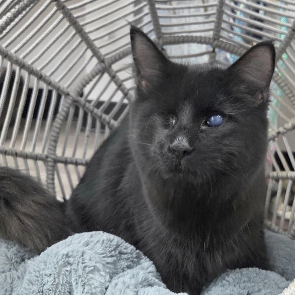 A young medium-sized female Black Domestic Short Hair cat named Hershey for adoption in Pleasant Hill, CA