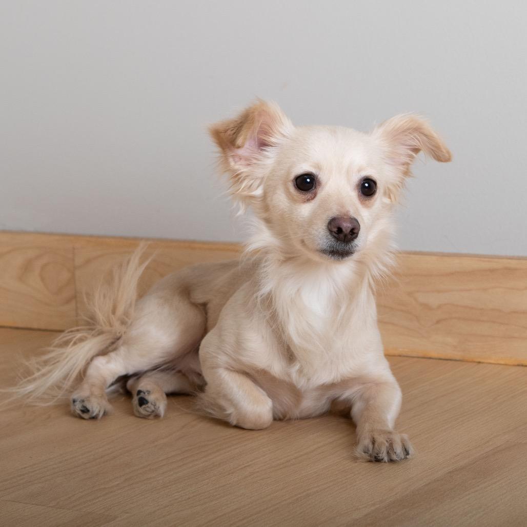 A young small-sized male White / Cream Papillon dog named Sunny D for adoption in Minnetonka, MN