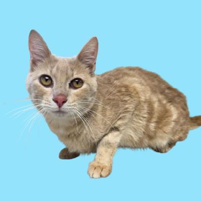 An adult medium-sized male Orange / Red Domestic Short Hair cat named Sinclair for adoption in Tuscaloosa, AL