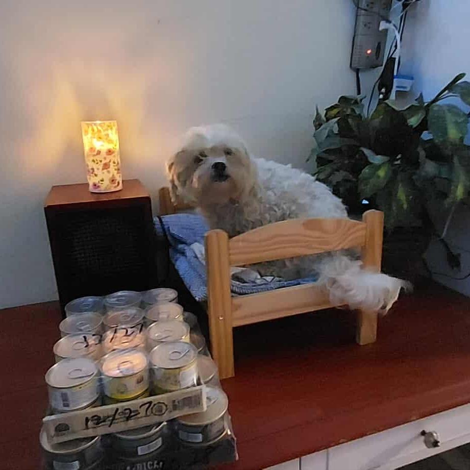 Dino Wigglebuttino photo 1