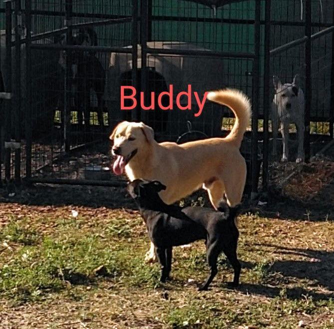 Buddy