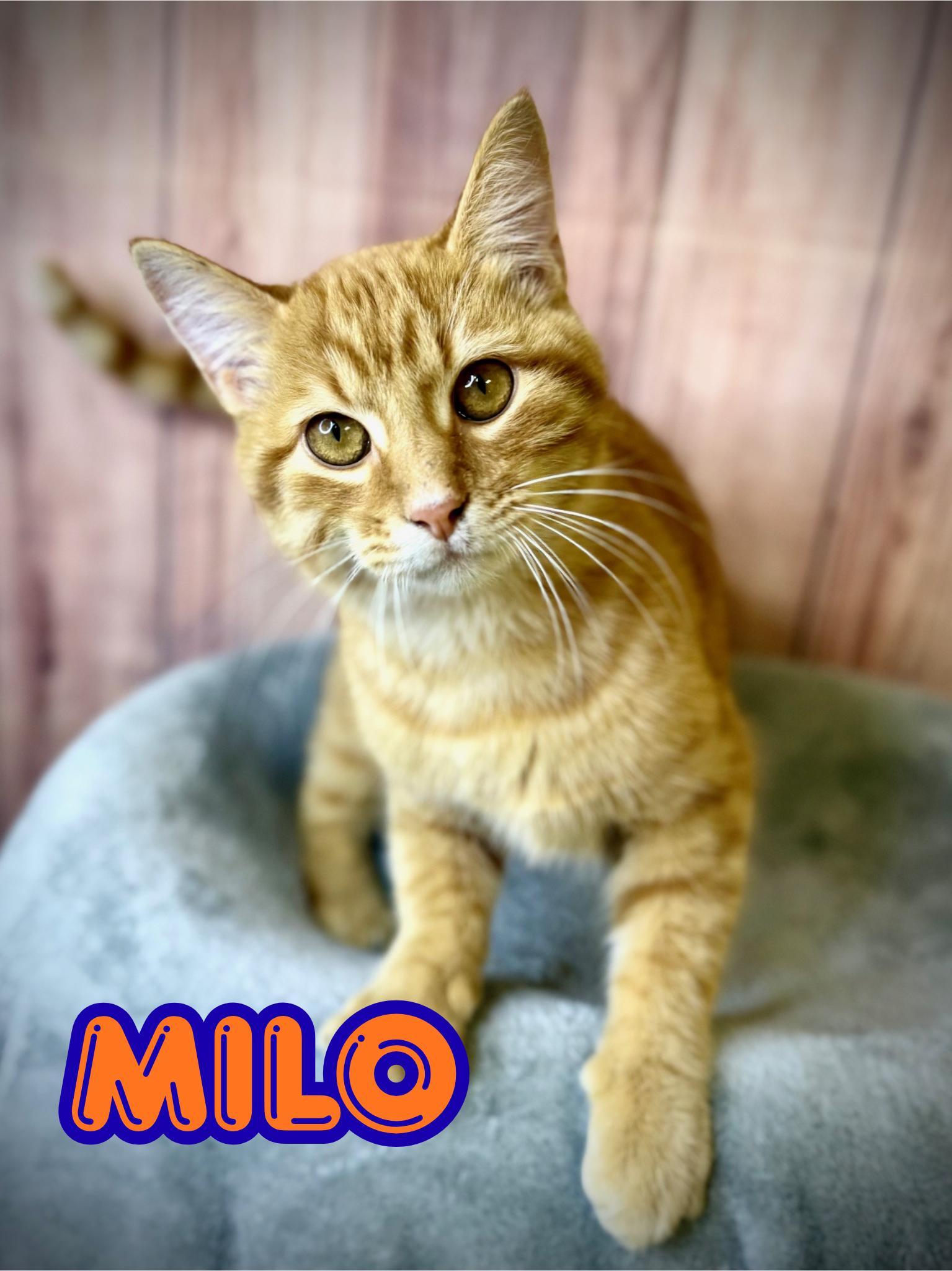 Milo