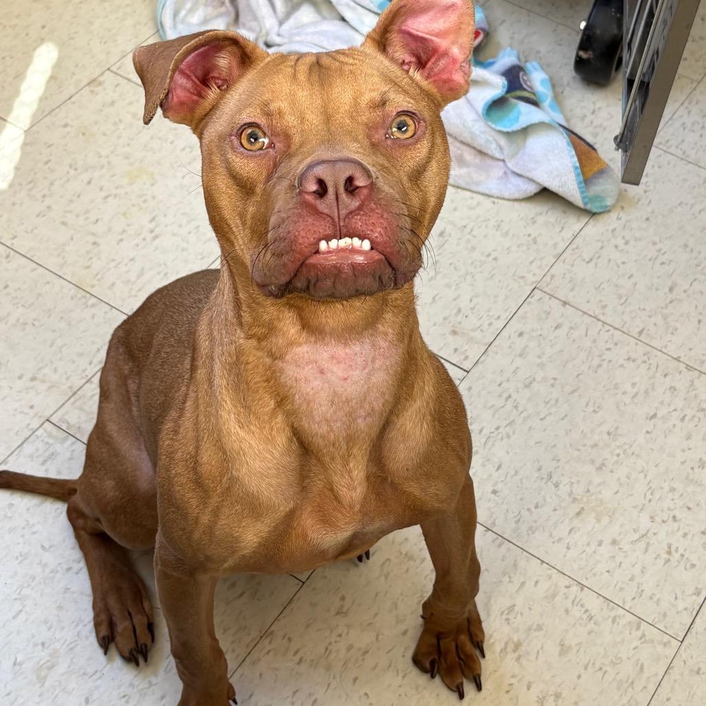An adult medium-sized female Red / Chestnut / Orange Mixed Breed dog named Shelia for adoption in Columbiana, AL