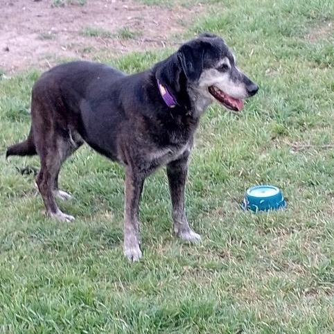 An adult medium-sized female Labrador Retriever dog named Jasper And Kami for adoption in Lavon, TX