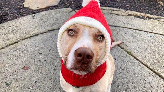 Cucumber Mildmannered