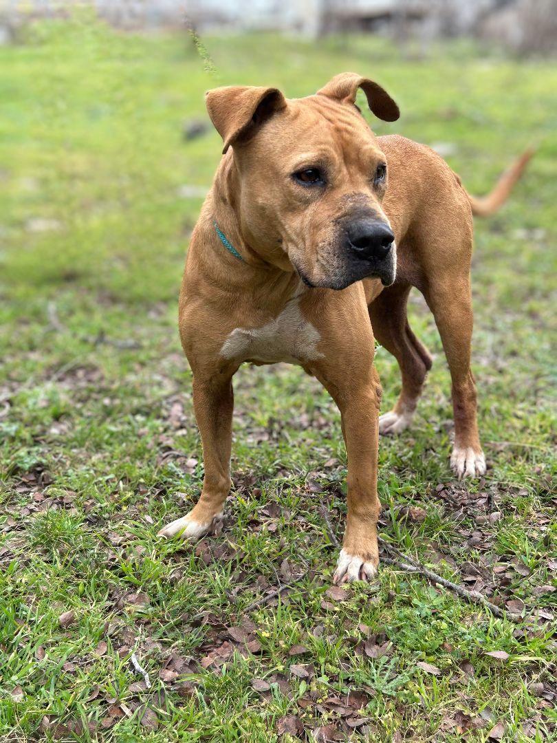An adult medium-sized female White / Cream Boxer dog named Spirit for adoption in Kempner, TX