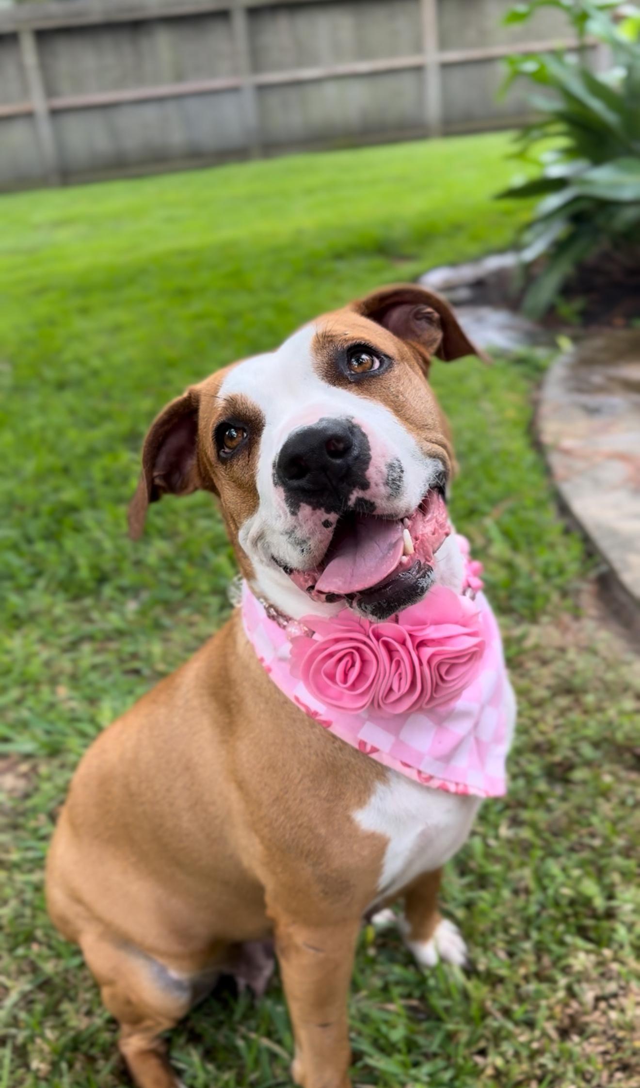 An adult medium-sized female Golden Boxer dog named Sasha Le Posha for adoption in Houston, TX