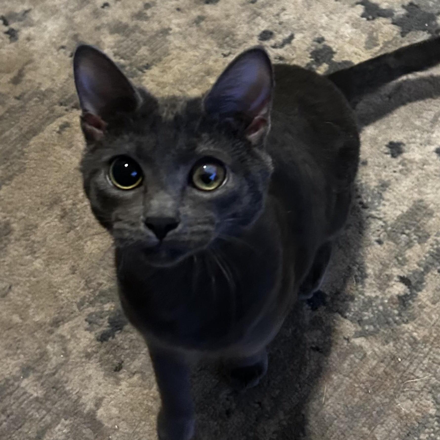 A young medium-sized female Gray / Blue / Silver Russian Blue cat named Cardi for adoption in Seneca, SC