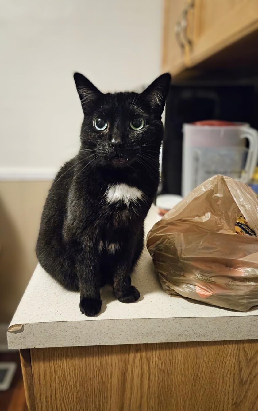 Bagheera Urgent! Needs