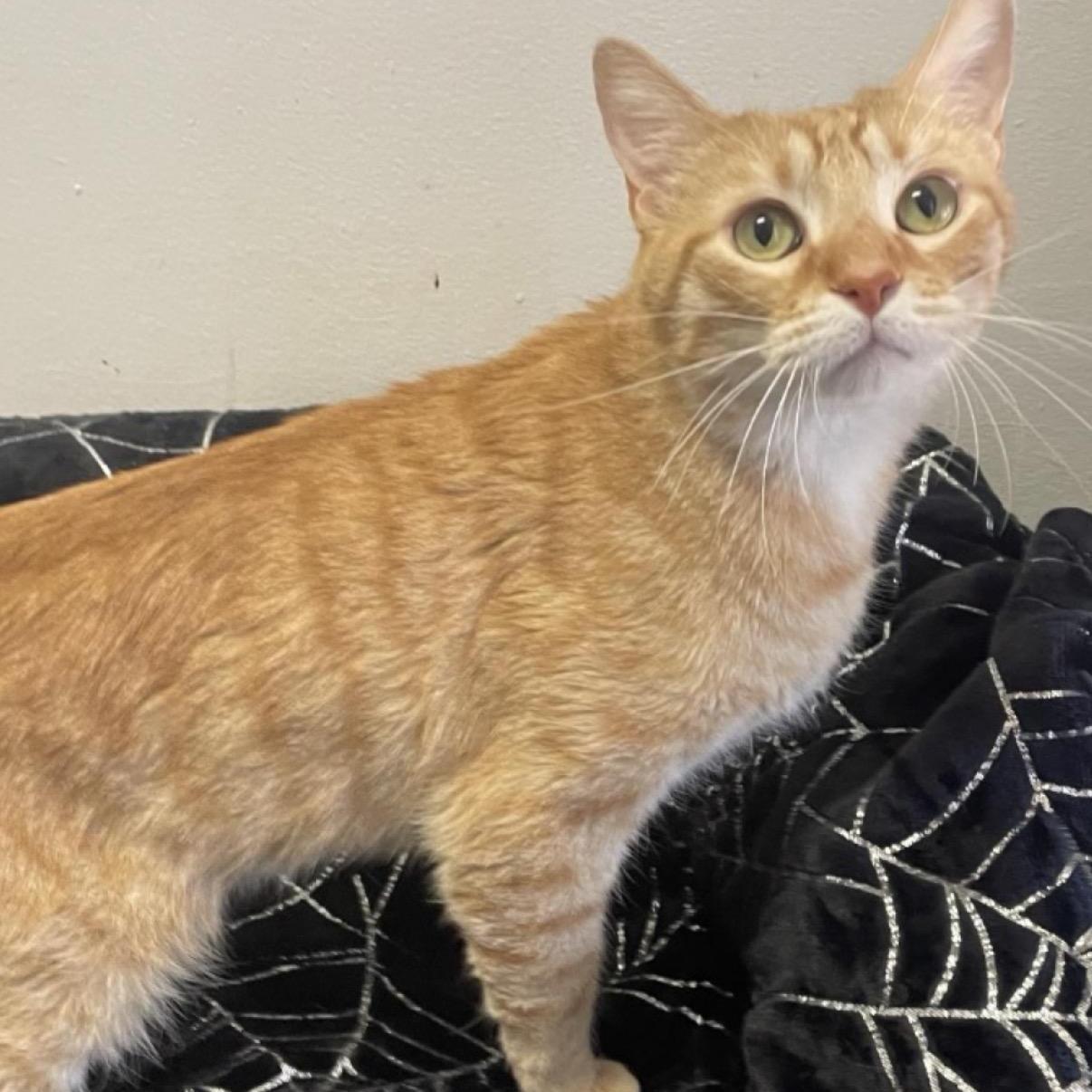 Tiger Most Loving Cat