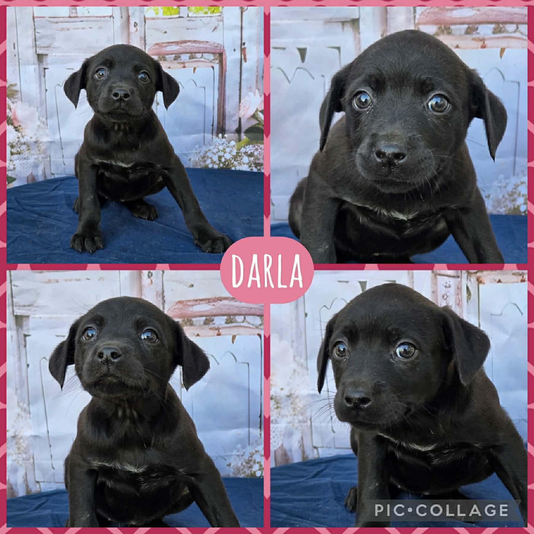 Darla