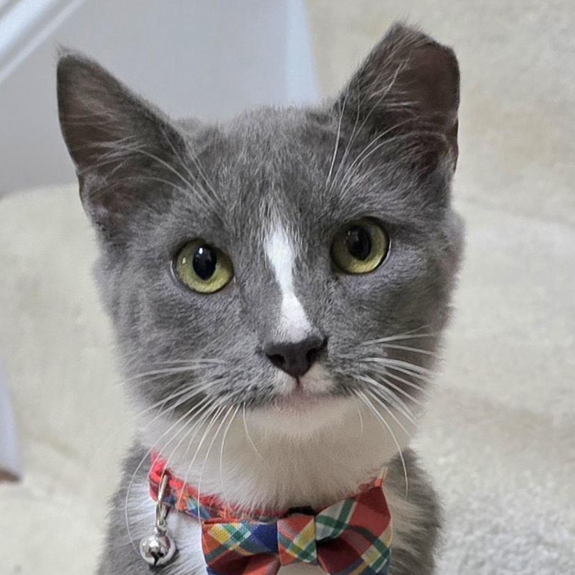 A baby medium-sized male Gray & White Tuxedo cat named Grayson for adoption in Harrisburg, PA
