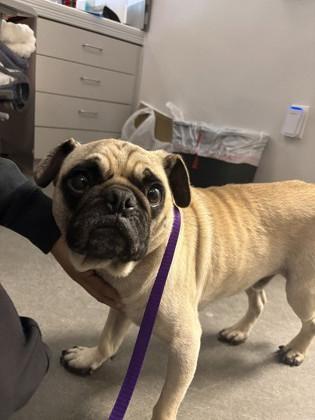 A young small-sized male Pug dog named Oswald for adoption in Fresno, CA