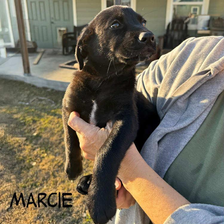 Marcie