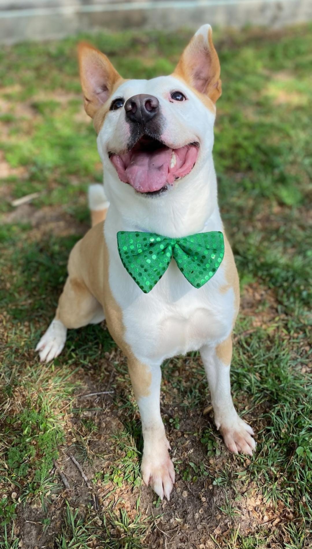 An adult medium-sized male Apricot / Beige American Staffordshire Terrier dog named Rudy for adoption in Houston, TX