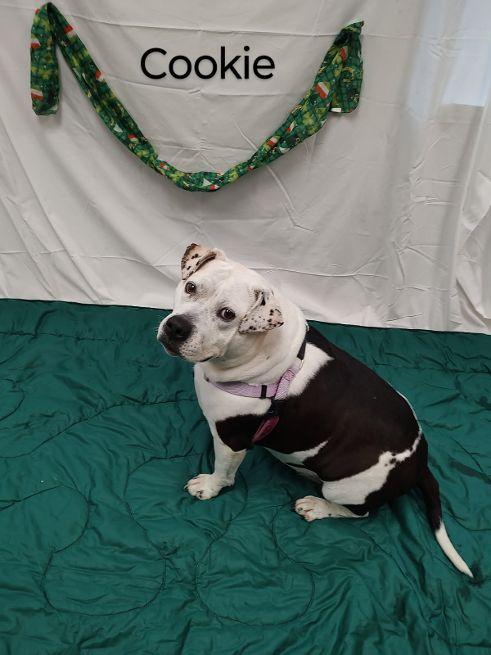 An adult large-sized female Black American Bulldog dog named Cookie for adoption in Cape May Court House, NJ
