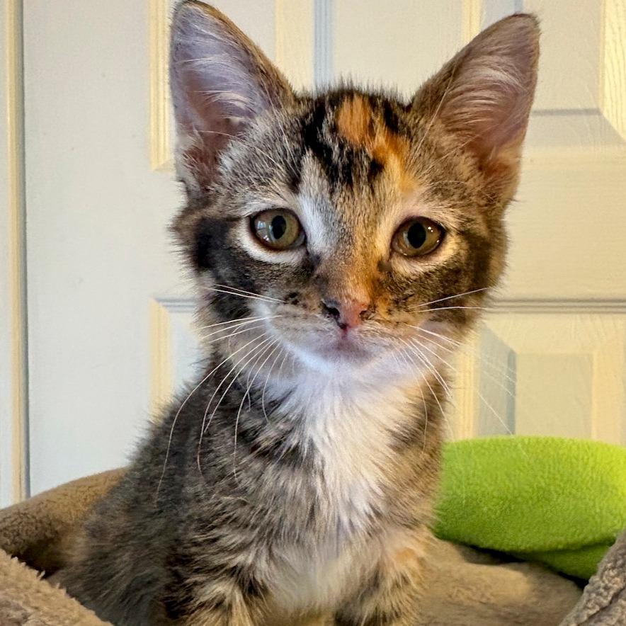 A baby small-sized female Calico Domestic Short Hair cat named Stella for adoption in Fayetteville, GA
