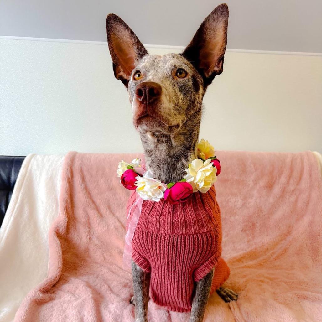 Maggie O'hooliganmom