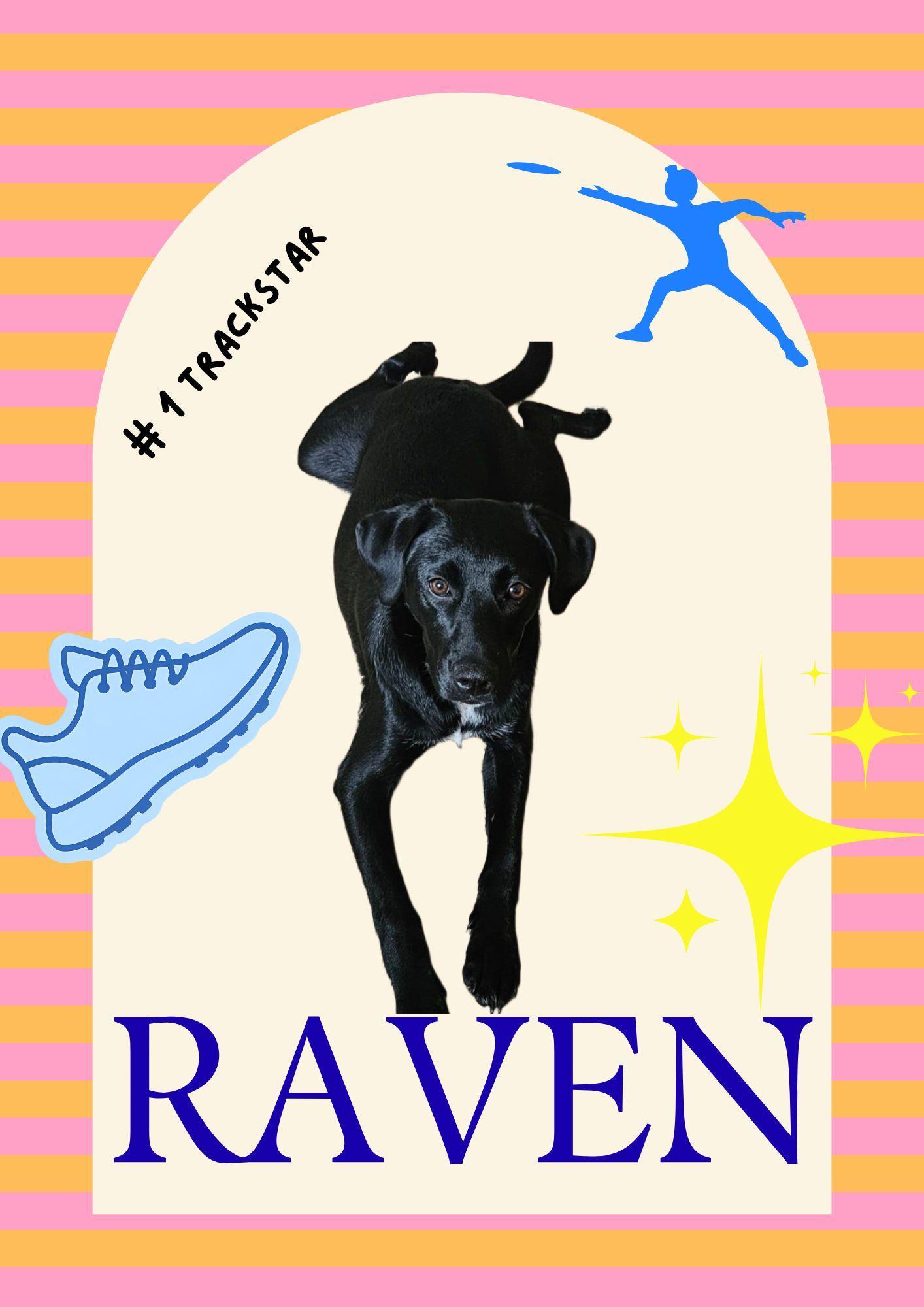 Raven