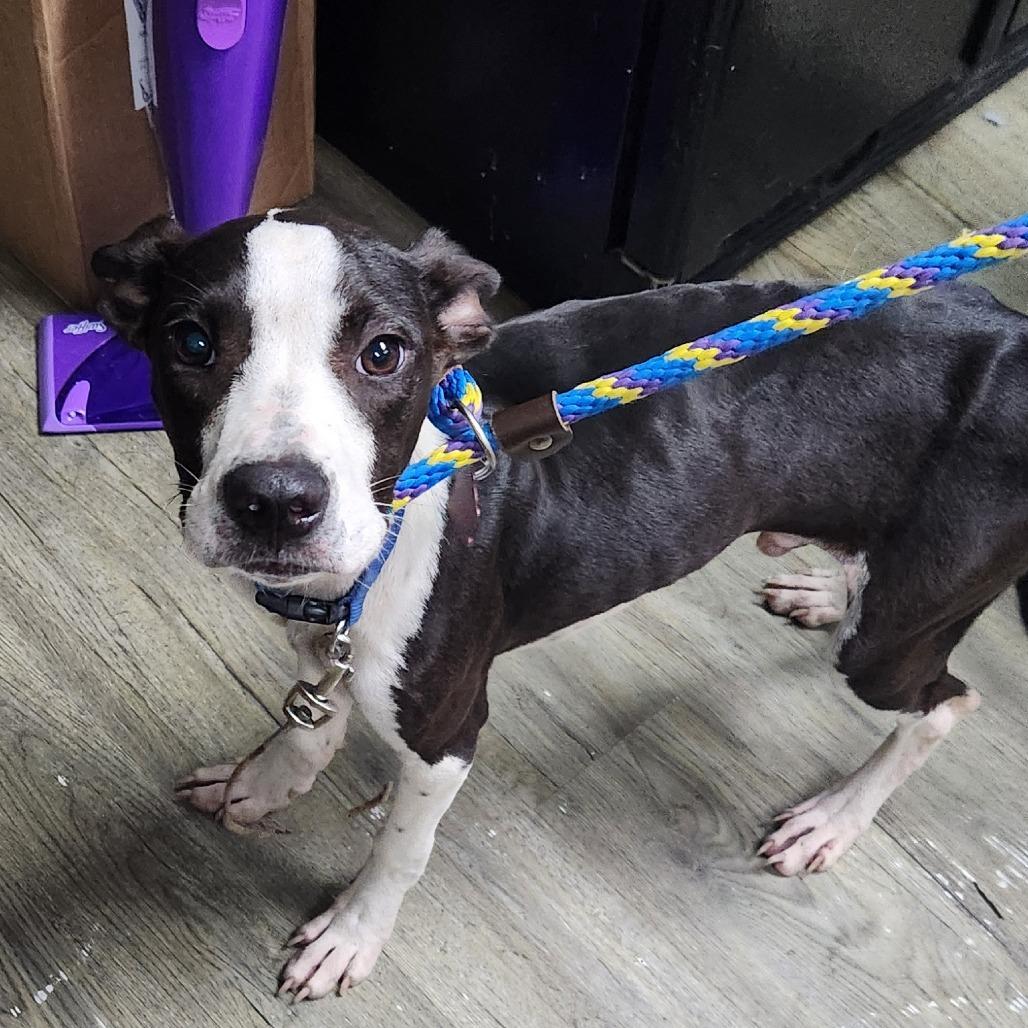 A young medium-sized male Black Mixed Breed dog named Lane for adoption in Summerville, SC