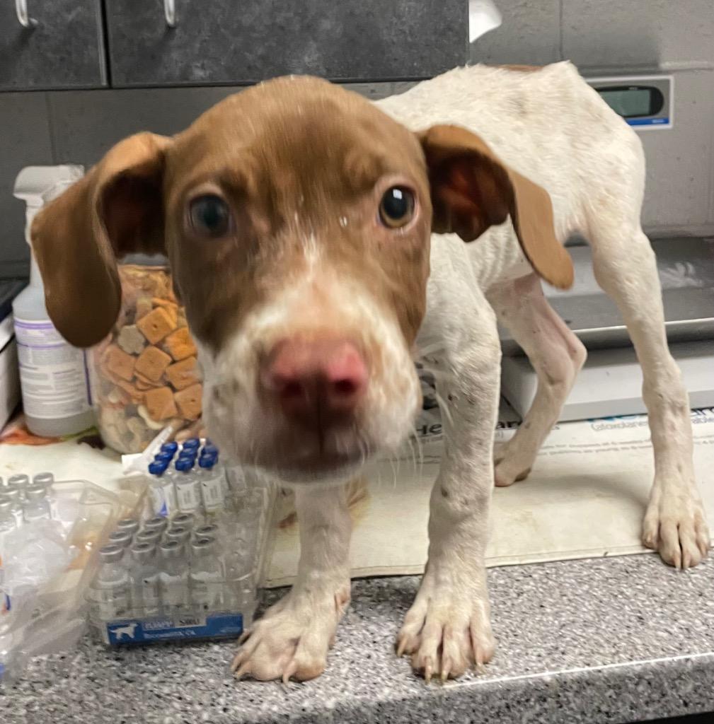 A young small-sized male Hound dog named Smalls for adoption in Henderson, NC