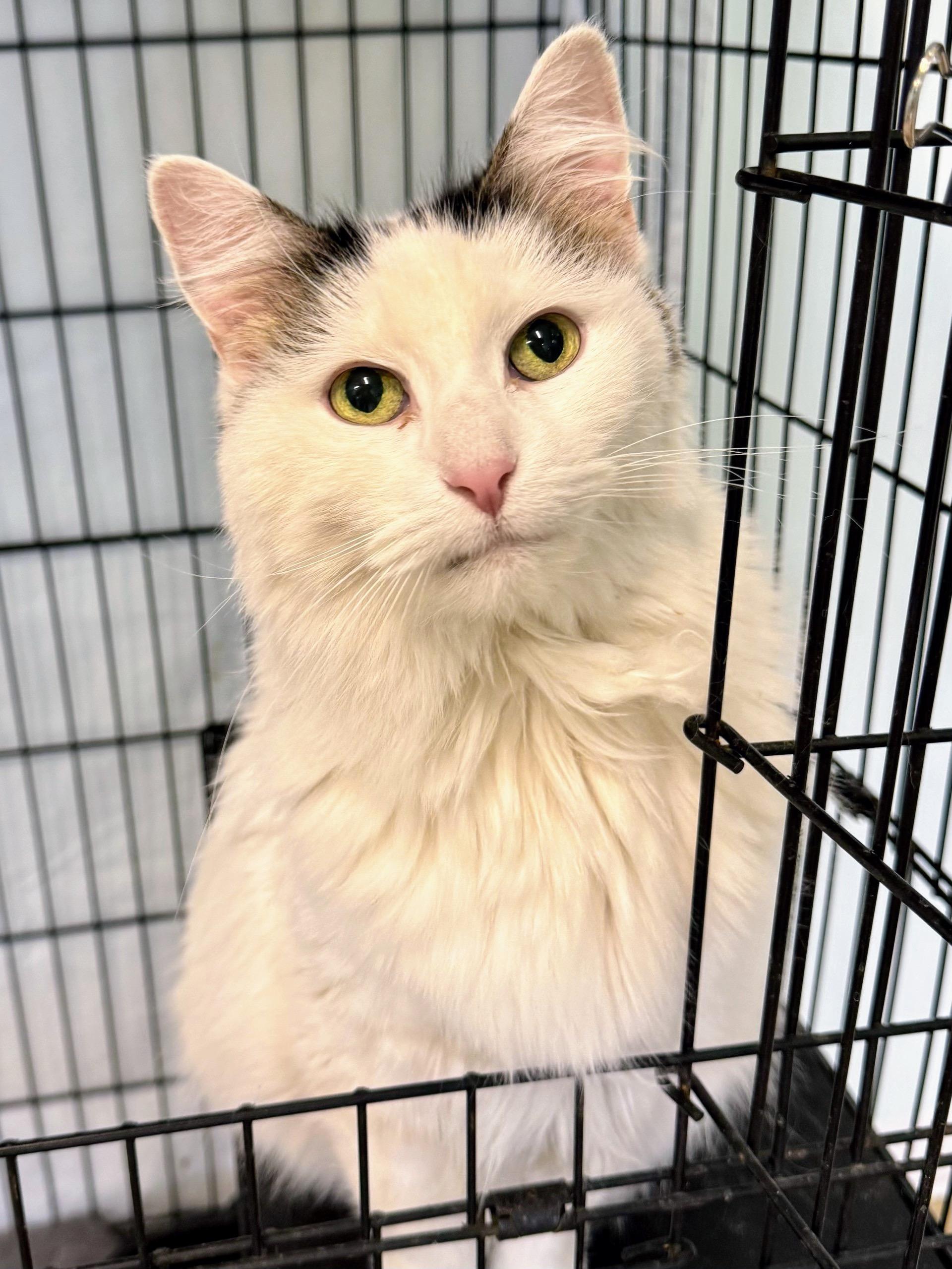 An adult medium-sized female Black & White / Tuxedo Domestic Long Hair cat named Grace for adoption in Scottsburg, IN