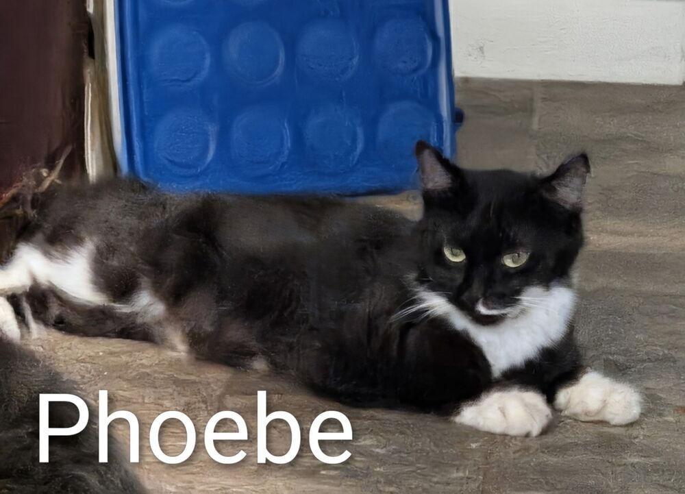 Phoebe