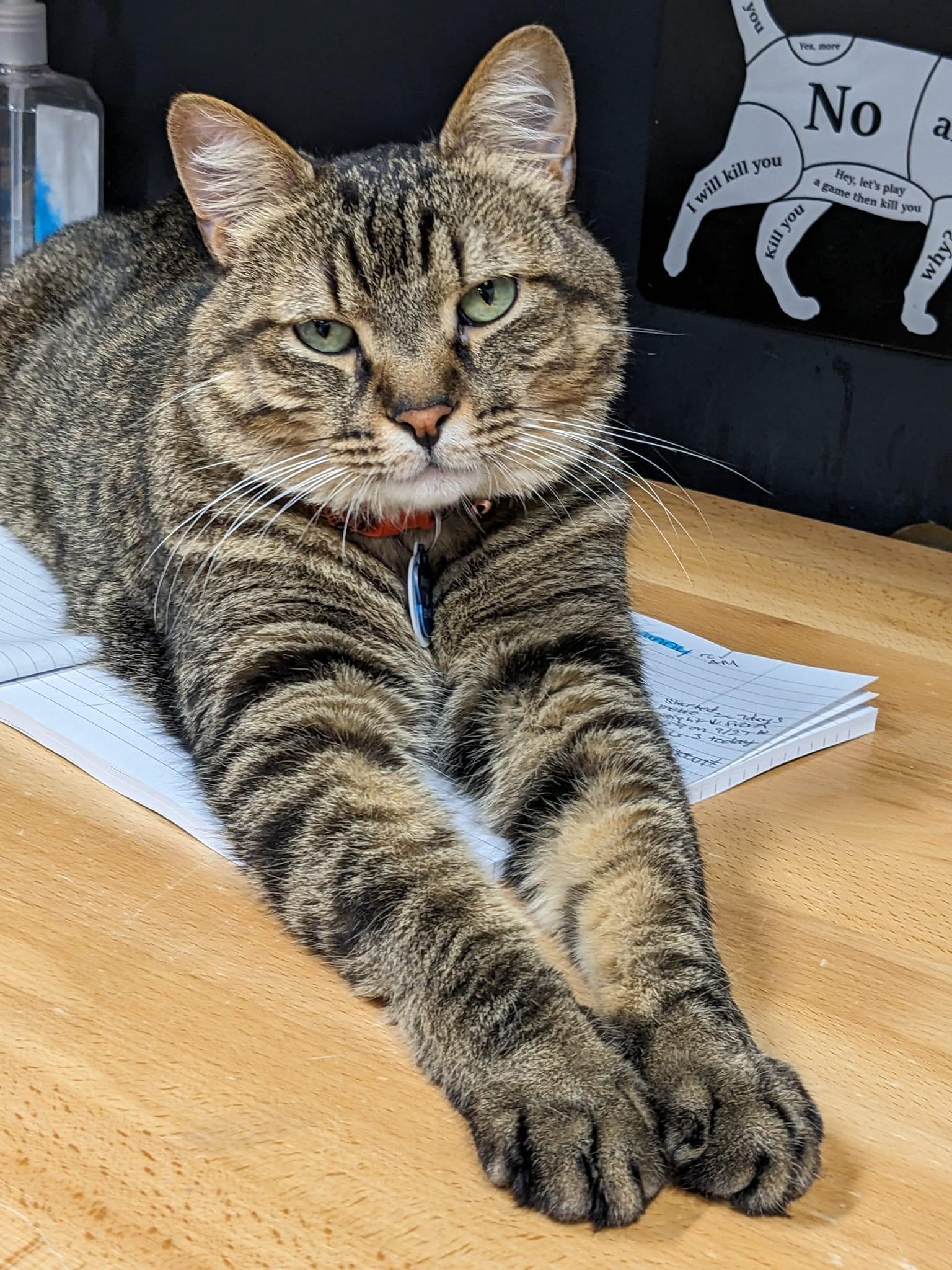 Whopper Jr. Purrmanent