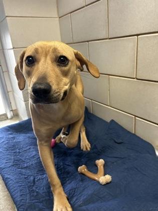 An adult medium-sized female Black Mouth Cur dog named Zona for adoption in Madison, NJ