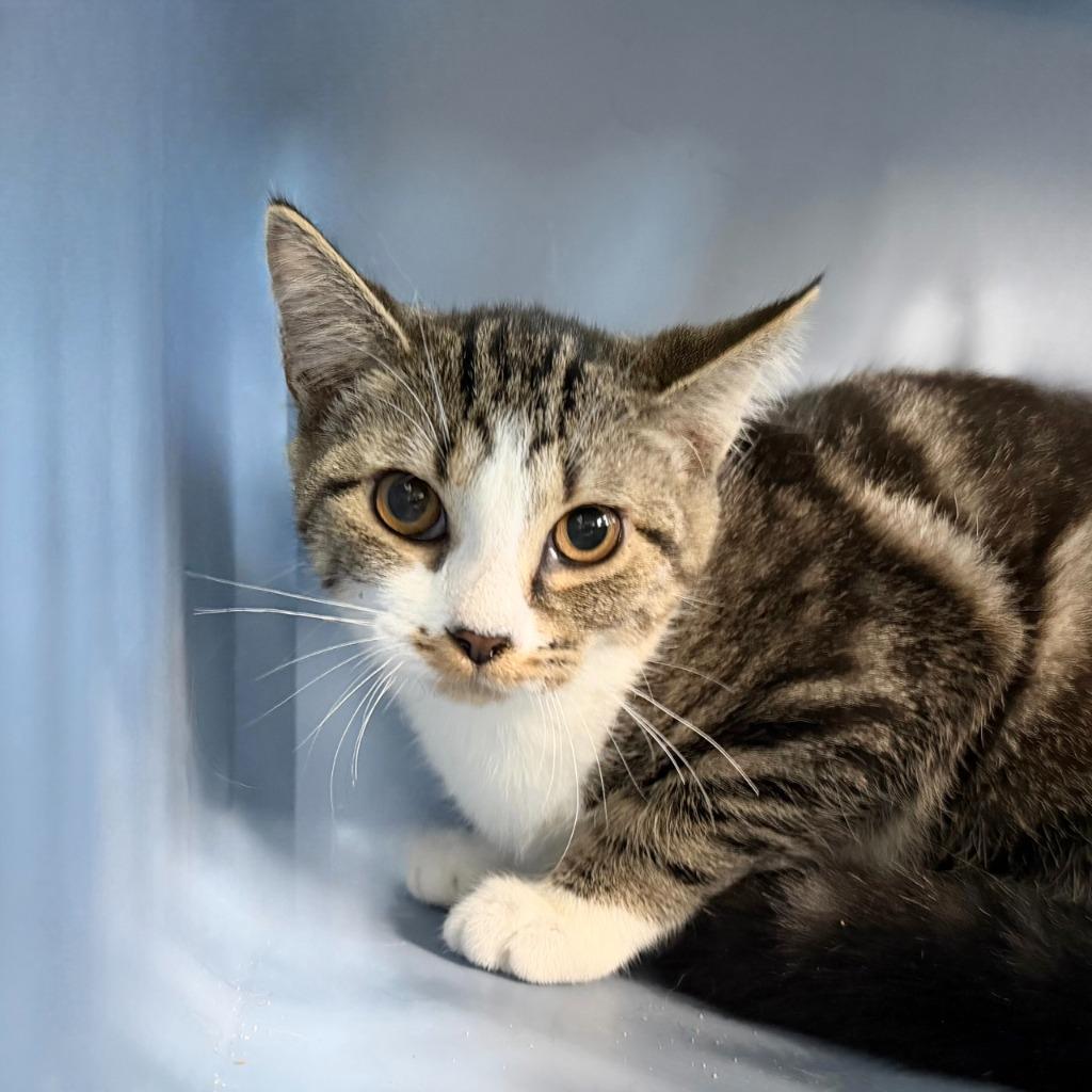 Filet Mignon photo 1