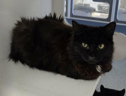 A young medium-sized female Domestic Long Hair cat named Rainbow Trout for adoption in Atlanta, GA